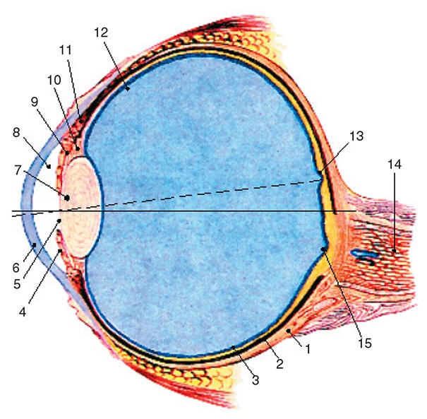 Здоровый мужчина в вашем доме Здоровый мужчина в вашем доме