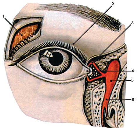 Здоровый мужчина в вашем доме Здоровый мужчина в вашем доме