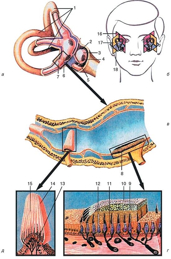 Здоровый мужчина в вашем доме Здоровый мужчина в вашем доме
