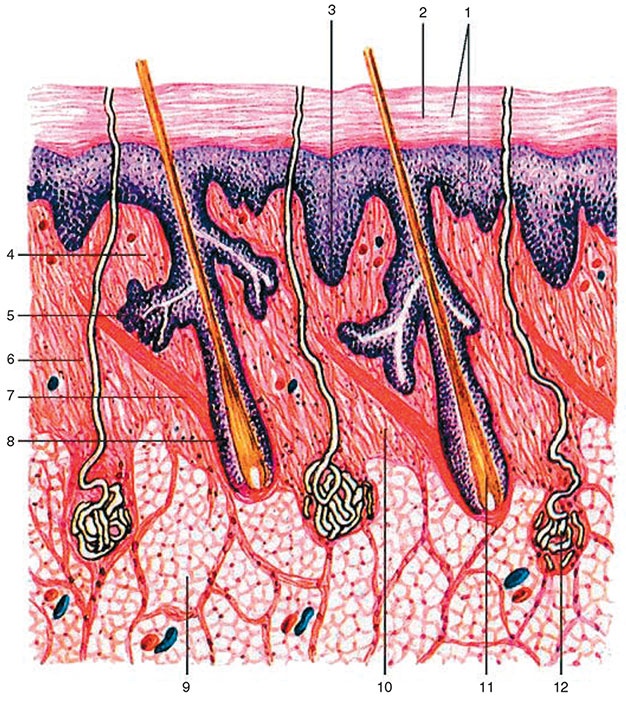 Здоровый мужчина в вашем доме Здоровый мужчина в вашем доме