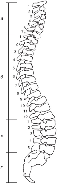 Остеохондроз и плоскостопие у мужчин. Супермен и соломинка. Профилактика, диагностика, лечение Остеохондроз и плоскостопие у мужчин. Супермен и соломинка. Профилактика, диагностика, лечение