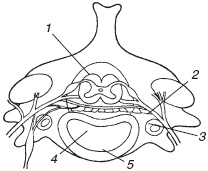 Остеохондроз и плоскостопие у мужчин. Супермен и соломинка. Профилактика, диагностика, лечение Остеохондроз и плоскостопие у мужчин. Супермен и соломинка. Профилактика, диагностика, лечение