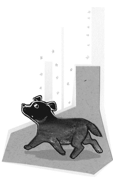 Тесты для вашей собаки. Измерь IQ домашнего любимца и пойми его психотип