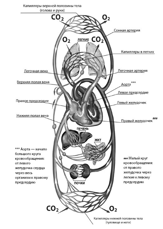 Здоровье сердца и сосудов Здоровье сердца и сосудов