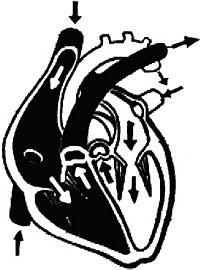 Я и мое сердце. Оригинальная методика реабилитации после инфаркта Я и мое сердце. Оригинальная методика реабилитации после инфаркта