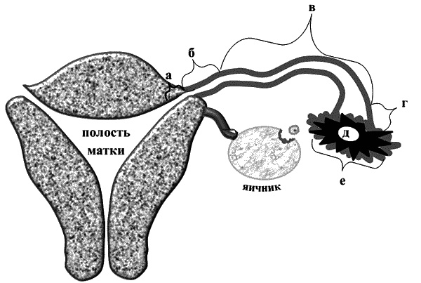 Бесплодие – не приговор! Бесплодие – не приговор!