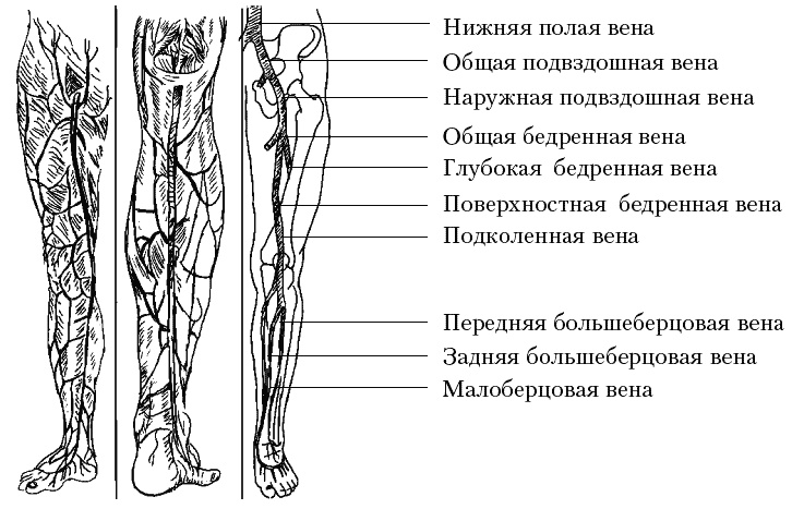 Варикозное расширение вен. Лечение традиционными и нетрадиционными методами Варикозное расширение вен. Лечение традиционными и нетрадиционными методами