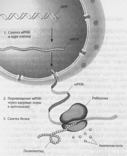 Читая между строк ДНК. Второй код нашей жизни, или Книга, которую нужно прочитать всем Читая между строк ДНК. Второй код нашей жизни, или Книга, которую нужно прочитать всем