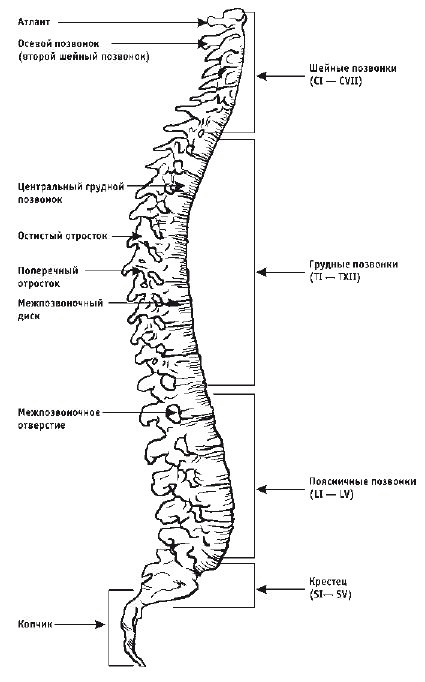 Кинезитерапия суставов и позвоночника Кинезитерапия суставов и позвоночника