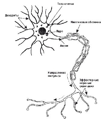 Кинезитерапия суставов и позвоночника Кинезитерапия суставов и позвоночника