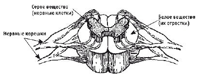 Кинезитерапия суставов и позвоночника Кинезитерапия суставов и позвоночника