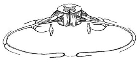 Кинезитерапия суставов и позвоночника Кинезитерапия суставов и позвоночника
