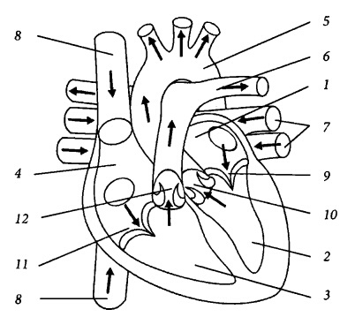 Здоровое сердце и сосуды Здоровое сердце и сосуды