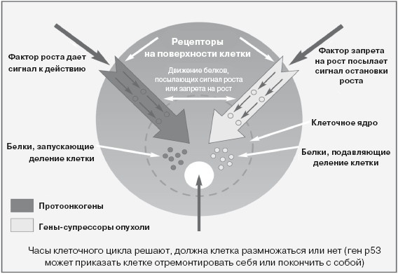 Ваша жизнь в ваших руках. Как понять, победить и предотвратить рак груди и яичников