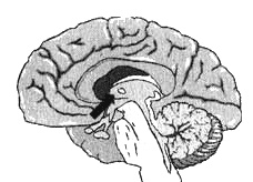 Измените свой мозг - изменится и жизнь! Измените свой мозг - изменится и жизнь!