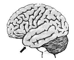 Измените свой мозг - изменится и жизнь! Измените свой мозг - изменится и жизнь!