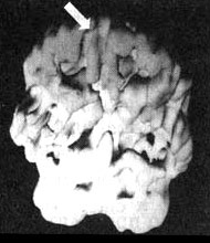 Измените свой мозг - изменится и жизнь! Измените свой мозг - изменится и жизнь!