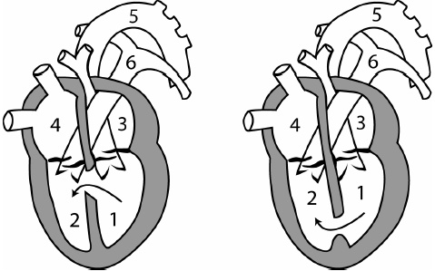 Детское сердечко Детское сердечко