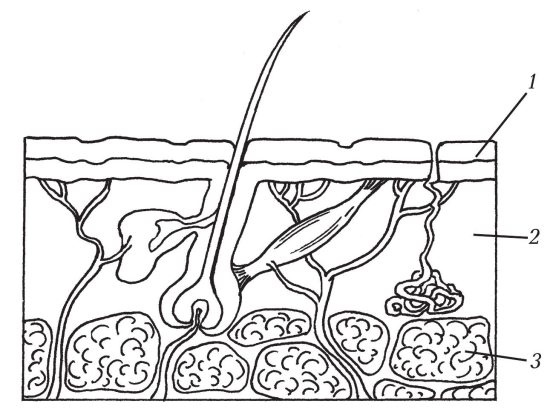 40+. Уход за лицом 40+. Уход за лицом
