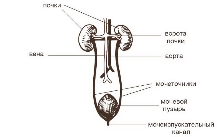 Болезни почек и мочевого пузыря. Полная энциклопедия. Диагностика, лечение, профилактика Болезни почек и мочевого пузыря. Полная энциклопедия. Диагностика, лечение, профилактика