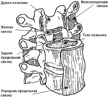 Первая скрипка позвоночника. Революционная методика лечения остеохондроза