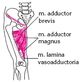 Атлас профессионального массажа