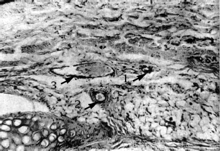 Атлас профессионального массажа