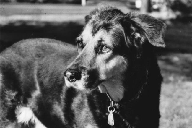 Собака, которая спустилась с холма. Незабываемая история Лу, лучшего друга и героя