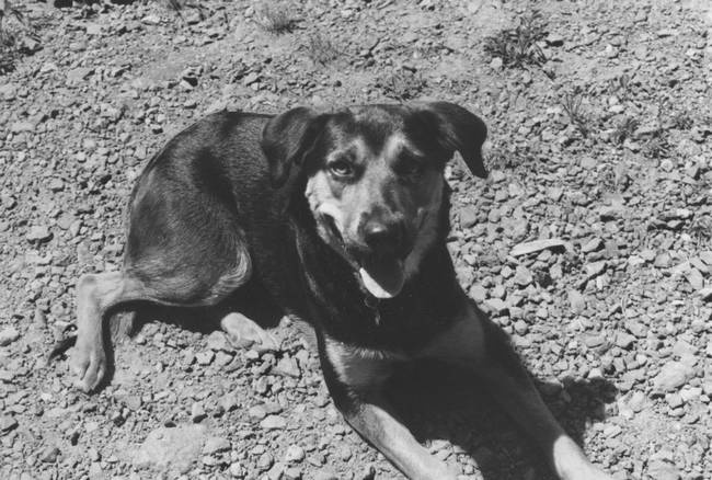 Собака, которая спустилась с холма. Незабываемая история Лу, лучшего друга и героя