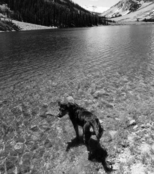 Собака, которая спустилась с холма. Незабываемая история Лу, лучшего друга и героя