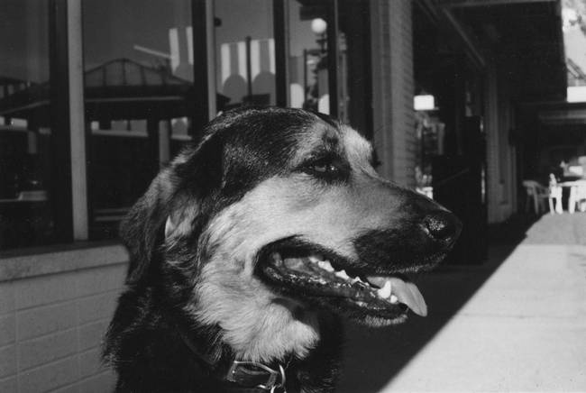 Собака, которая спустилась с холма. Незабываемая история Лу, лучшего друга и героя