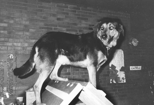 Собака, которая спустилась с холма. Незабываемая история Лу, лучшего друга и героя