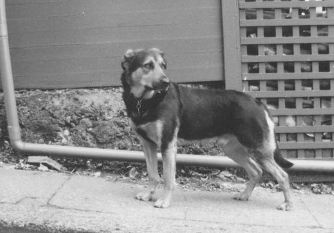 Собака, которая спустилась с холма. Незабываемая история Лу, лучшего друга и героя