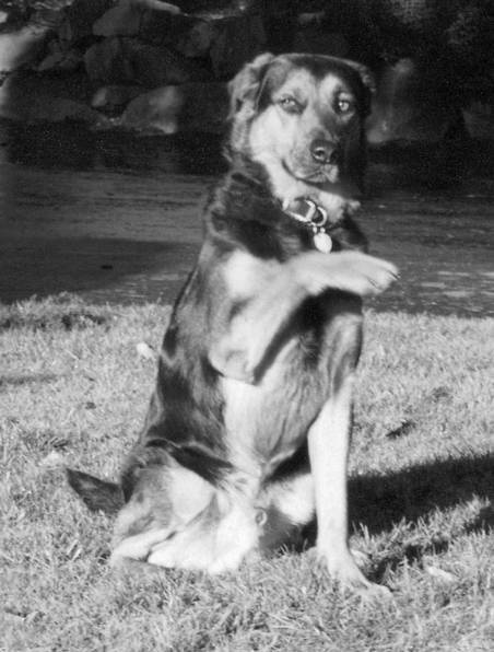 Собака, которая спустилась с холма. Незабываемая история Лу, лучшего друга и героя