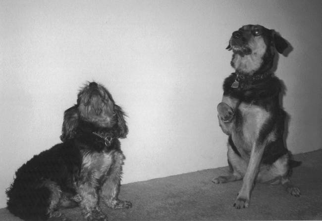 Собака, которая спустилась с холма. Незабываемая история Лу, лучшего друга и героя