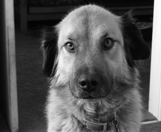 Собака, которая спустилась с холма. Незабываемая история Лу, лучшего друга и героя