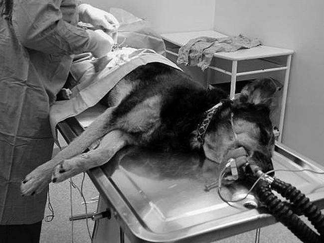 Собака, которая спустилась с холма. Незабываемая история Лу, лучшего друга и героя