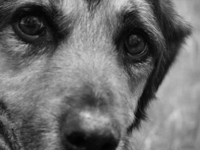 Собака, которая спустилась с холма. Незабываемая история Лу, лучшего друга и героя