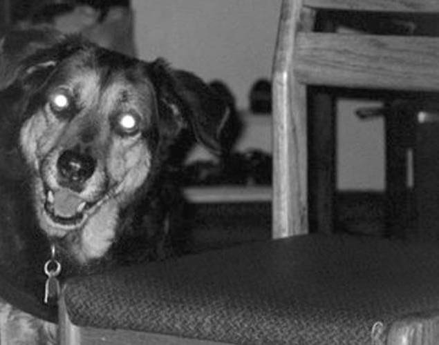 Собака, которая спустилась с холма. Незабываемая история Лу, лучшего друга и героя