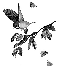 Волчьи песни Волчьи песни