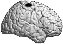 Антимозг. Цифровые технологии и мозг Антимозг. Цифровые технологии и мозг