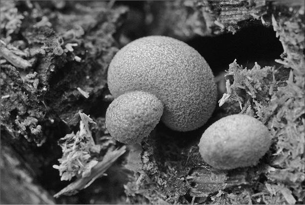 Интеллектика. Как работает ваш мозг Интеллектика. Как работает ваш мозг