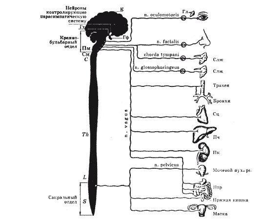 Исцеляющие методики массажа. Комплексный подход Исцеляющие методики массажа. Комплексный подход
