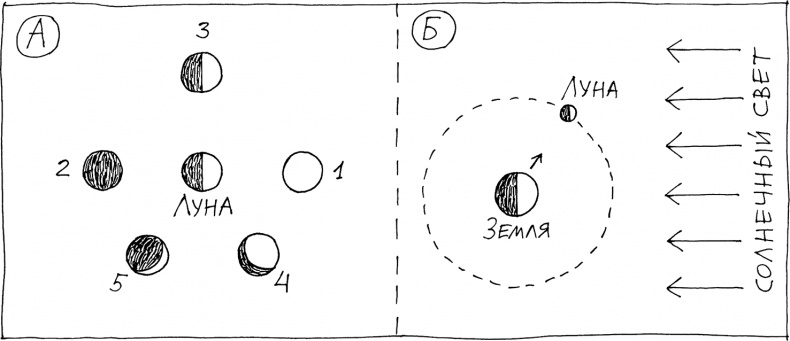 Слонодёмия Слонодёмия