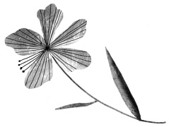 Следы Следы