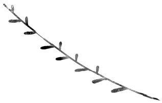 Следы Следы