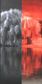 Плакучее дерево Плакучее дерево