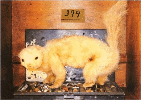 Шляпа фокусника