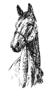 Васька Васька