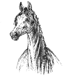 Васька Васька